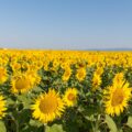 Champ de tournesols
