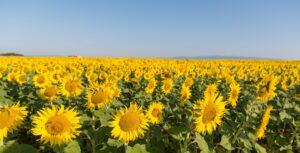 Champ de tournesols