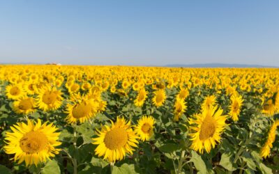 Tournesols : composer un bouquet ensoleillé et énergisant