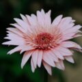 Fleur Gerbera
