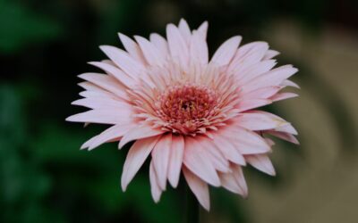 Les gerberas : conseils pour un arrangement coloré et moderne