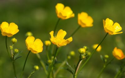 Les renoncules : conseils pour un bouquet charmant et féminin