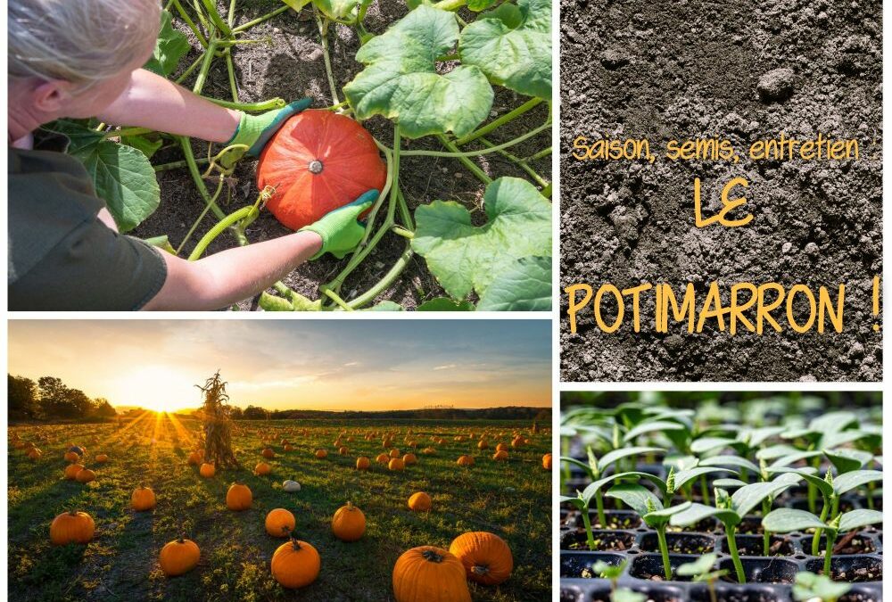 Comment et quand semer le potimarron ?