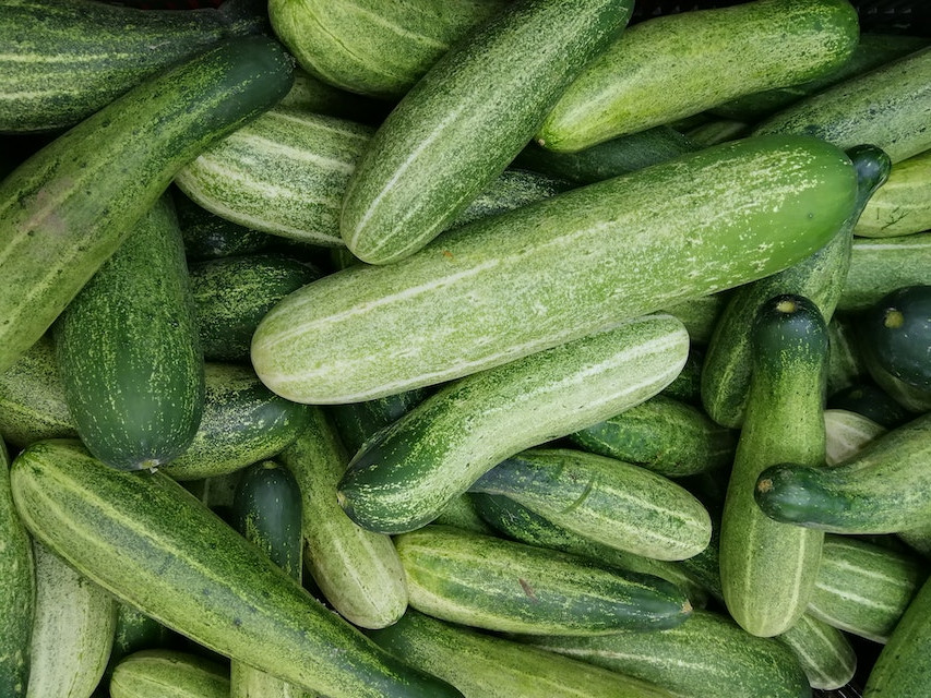 Ce qu’il faut savoir pour semer le concombre