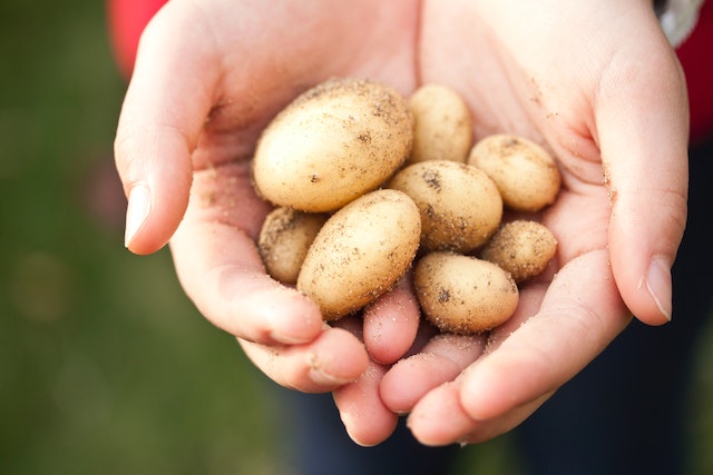 Guide pratique pour réussir à semer la pomme de terre