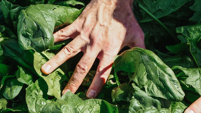 Comment réussir la culture de la salade dans votre balcon ?