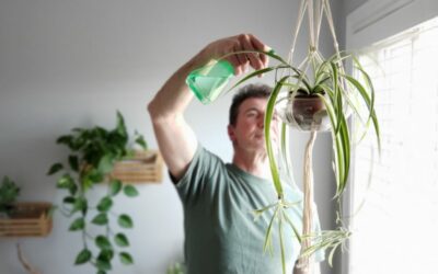 Quelles sont les plantes d’intérieur les plus faciles à entretenir ?