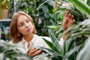 Plante Dracaena