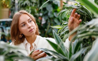 Comment entretenir la plante Dracaena ?