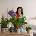 Plante verte dans un salon