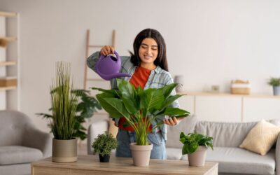 Quelle plante verte pour le salon ?