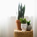 Plante d'intérieur