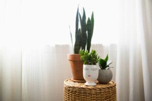 Plante d'intérieur