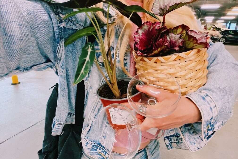 Comment entretenir les plantes IKEA ?