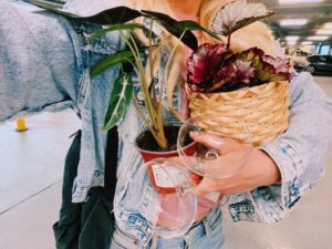 Plantes Ikea
