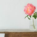 Rose dans un soliflore