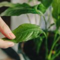 Spathiphyllum