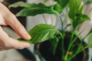 Spathiphyllum
