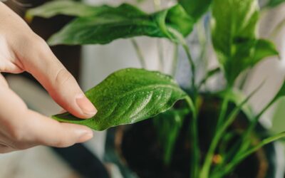 Pourquoi les feuilles de mon spathiphyllum jaunissent ?