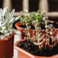 Types de plantes d'intérieur