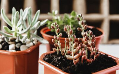 Quels sont les différents types de plantes d’intérieur ?