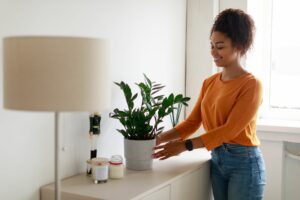 Plante appartement