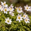 Anémones sauvages blanches