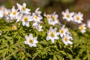 Anémones sauvages blanches