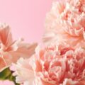 Bouquet d'oeillets roses