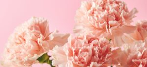 Bouquet d'oeillets roses