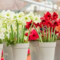 Fleurs d'Amaryllis rouge et blanc