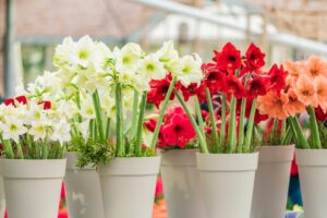 Fleurs d'Amaryllis rouge et blanc