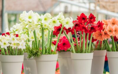 Les amaryllis : composer un bouquet élégant et festif