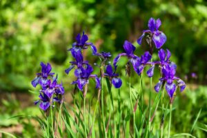 Fleurs d'Iris de Sibérie