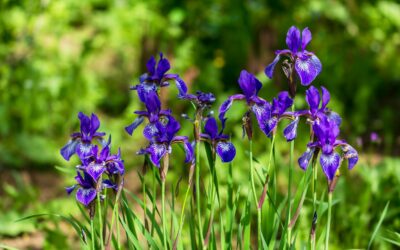 Les iris : composer un bouquet élégant et artistique