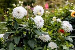 Fleurs de Dahlia