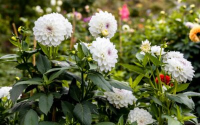 Les dahlias : réaliser un bouquet volumineux et sophistiqué