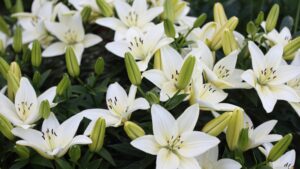 Fleurs de Lys