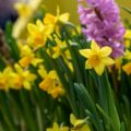 Fleurs de narcisse jaunes