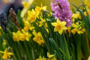 Fleurs de narcisse jaunes