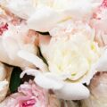 Fleurs de pivoine