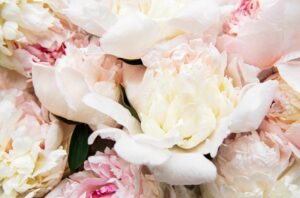 Fleurs de pivoine