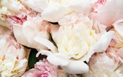 Les pivoines : comment composer un bouquet élégant ?