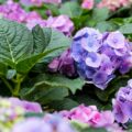 Hortensias violettes