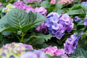Hortensias violettes
