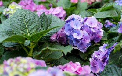 Les hortensias : réaliser un bouquet généreux et champêtre