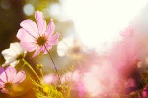 Marguerites roses