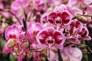 Orchidées roses