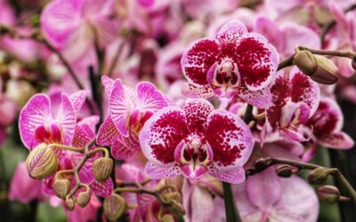 Les orchidées : créer un arrangement exotique et raffiné
