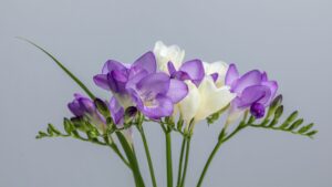 Bouquet de fleurs de freesia